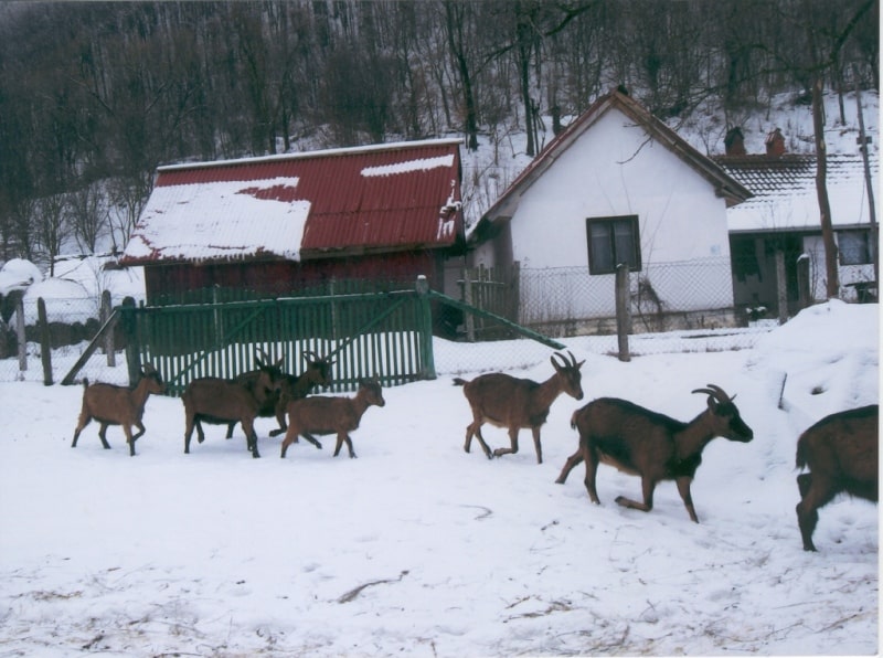 Донација козе, Дебели Луг